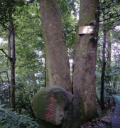 重庆圣灯山景区百年古树被游客认养 重庆圣灯山景区百年古树被游客认养